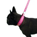 Groom Professional - smycz groomerska Audie nylonowa z podszewką - różowa z nadrukiem w łapki, dł. 42 cm