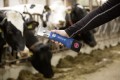 Aesculap - Econom CL - bezprzewodowa maszynka do strzyżenia bydła i koni z dwoma akumulatorami i ostrzem GT502/GT505