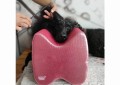 Show Tech - Topknot Cushion Glitzy - poduszka podtrzymująca głowę psa podczas prac, rozmiar M