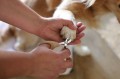 Magic Brush - Nail Trimmers -  cążki, obcinacz dla małych i średnich psów i kotów
