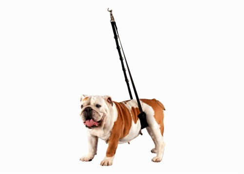 Show Tech - Belly Strap - wygodny pas podtrzymujący, tylny, mały