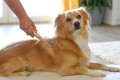 Magic Brush - Fur Cob - grzebień dwustronny z rączką, rozstaw wąski i szeroki