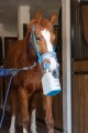 Hippomed - Battery Ultrasound Inhaler for Horses AirOne Flex - przenośny, akumulatorowy inhalator ultradźwiękowy z maską dla koni