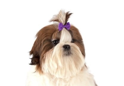 Show Tech - Multicolor Bows - kokardki 50 szt.