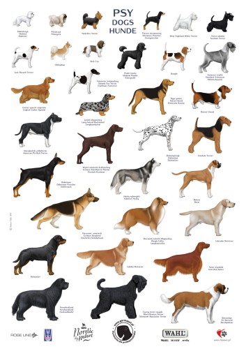 Rasy psów - plansza